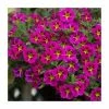 Calibrachoa 'Starlight Pink' | Pack of 5 Plug Plants