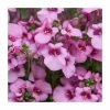 Diascia 'Diamond Pink' | Pack of 5 Plug Plants