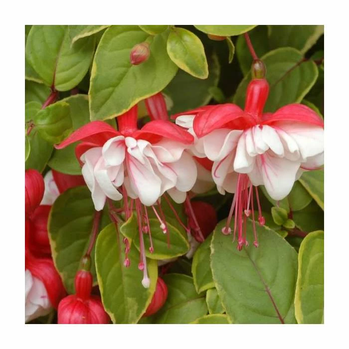 Fuchsia 'Golden Swingtime' | Pack of 5 Plug Plants 1 Fuchsia 'Golden Swingtime' | Pack of 5 Plug Plants