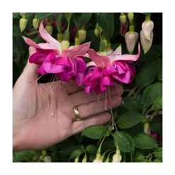 Fuchsia Southern Belles 'Bella Rosella' | Bedding | 5 x Large Plugs -Pink Plants Shop PL9039SPX5 add image 2 11fa