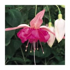 Fuchsia Southern Belles 'Bella Rosella' | Bedding | 5 x Large Plugs