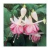 Trailing Fuchsia 'Kit Oxtaby' | Southern Belle |Pack of 5 Plug Plants