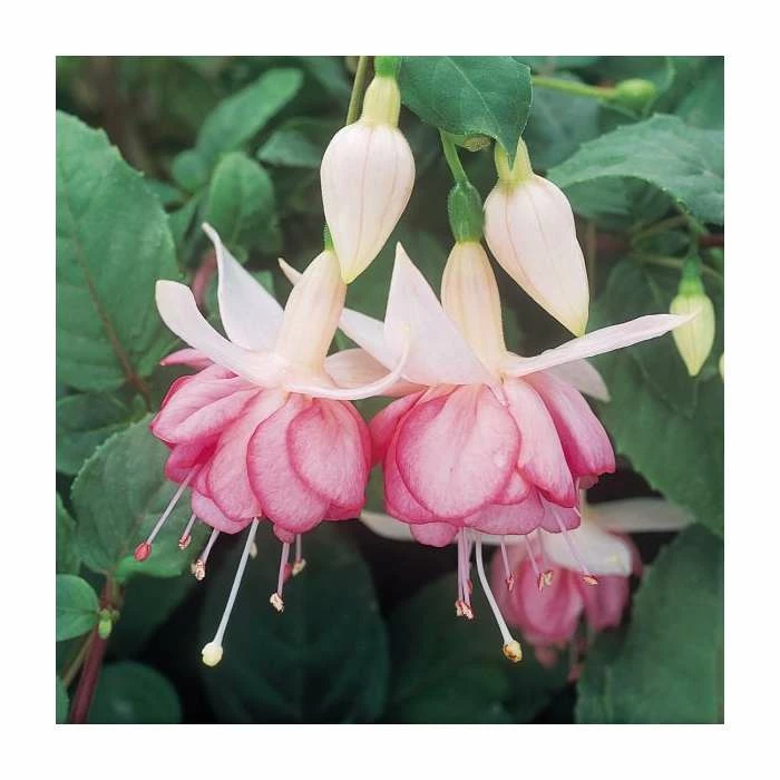 Trailing Fuchsia 'Kit Oxtaby' | Southern Belle |Pack of 5 Plug Plants 1 Trailing Fuchsia 'Kit Oxtaby' | Southern Belle |Pack of 5 Plug Plants
