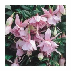 Fuchsia Trailing Type 'Pink Galore' | Bedding | 5 x Large Plugs
