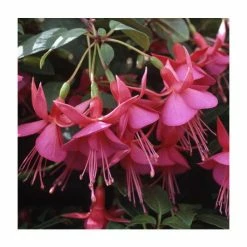 Upright Fuchsia 'Display' | Pack of 5 Plug Plants