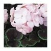 Geranium 'BullsEye Light Pink' | Pack of 5 Plug Plants