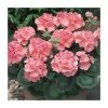 Geranium 'New Century Salmon' | Pack of 5 Plug Plants