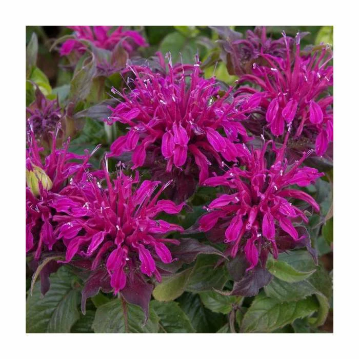Monarda Balmy 'Purple' | Pack of 5 Plug Plants 2 Monarda Balmy 'Purple' | Pack of 5 Plug Plants - Image 2