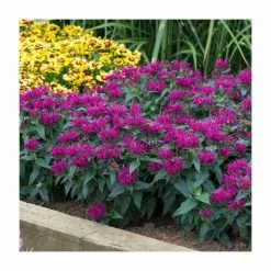 Monarda Balmy 'Purple' | Pack of 5 Plug Plants 6 Monarda Balmy 'Purple' | Pack of 5 Plug Plants -Pink Plants Shop PL9211PPX5 add image 2 a6a5