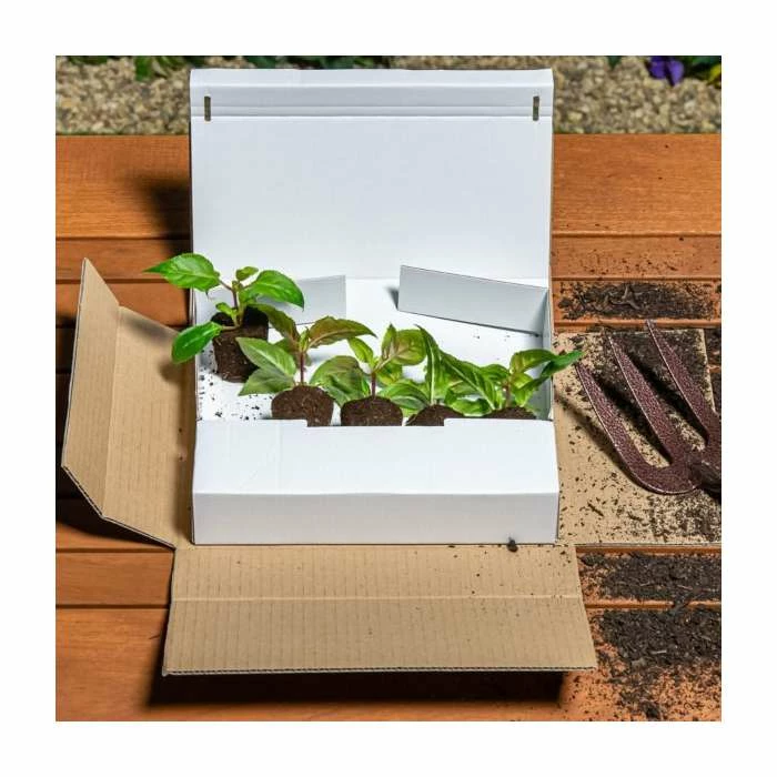 Monarda Balmy 'Purple' | Pack of 5 Plug Plants 4 Monarda Balmy 'Purple' | Pack of 5 Plug Plants - Image 4