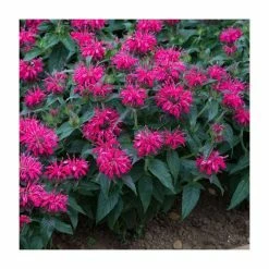Monarda Balmy 'Rose' | Pack of 5 Plug Plants -Pink Plants Shop PL9214PPX5 add image 2 9f18