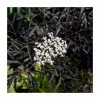 Sambucus Nigra 'Black Lace' | Black Elder
