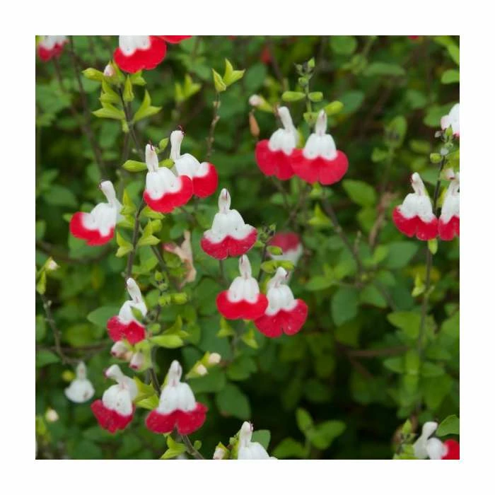 Salvia 'Hot Lips' | Perennial | 5 x Large Plugs 2 Salvia 'Hot Lips' | Perennial | 5 x Large Plugs - Image 2