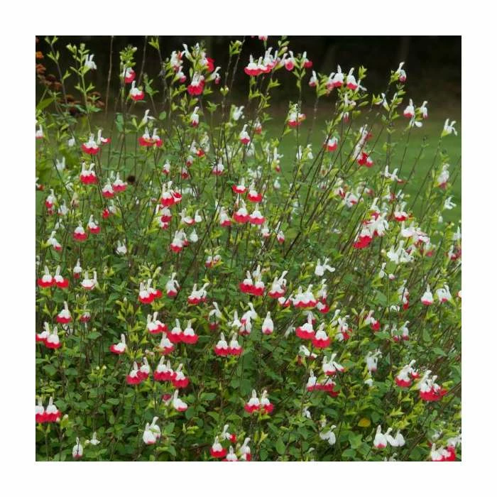 Salvia 'Hot Lips' | Perennial | 5 x Large Plugs 3 Salvia 'Hot Lips' | Perennial | 5 x Large Plugs - Image 3