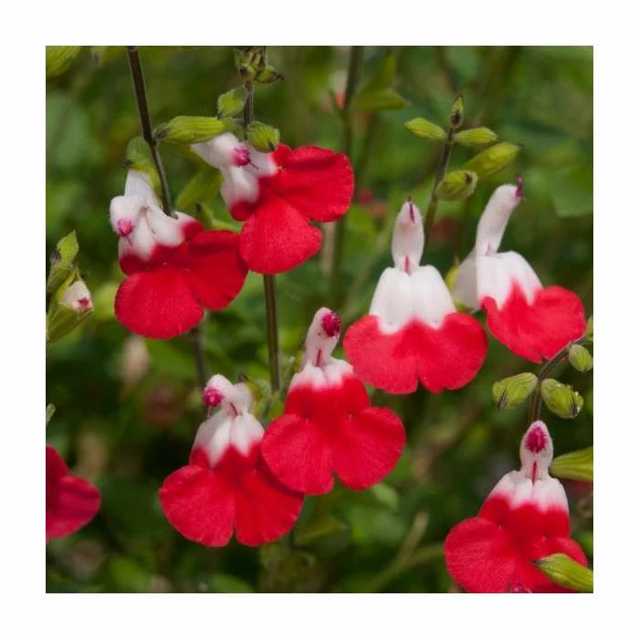 Salvia 'Hot Lips' | Perennial | 5 x Large Plugs 1 Salvia 'Hot Lips' | Perennial | 5 x Large Plugs