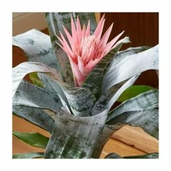 60-65cm Bromeliad | Aechmea Primera | 15cm Pot -Pink Plants Shop PL92308P add image 2 4d18