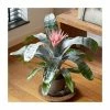 60-65cm Bromeliad | Aechmea Primera | 15cm Pot