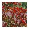 Cercis canadensis 'Red Force' | Redbud Tree | 4.5L Pot | 90-120cm