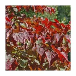 Cercis canadensis 'Red Force' | Redbud Tree | 4.5L Pot | 90-120cm