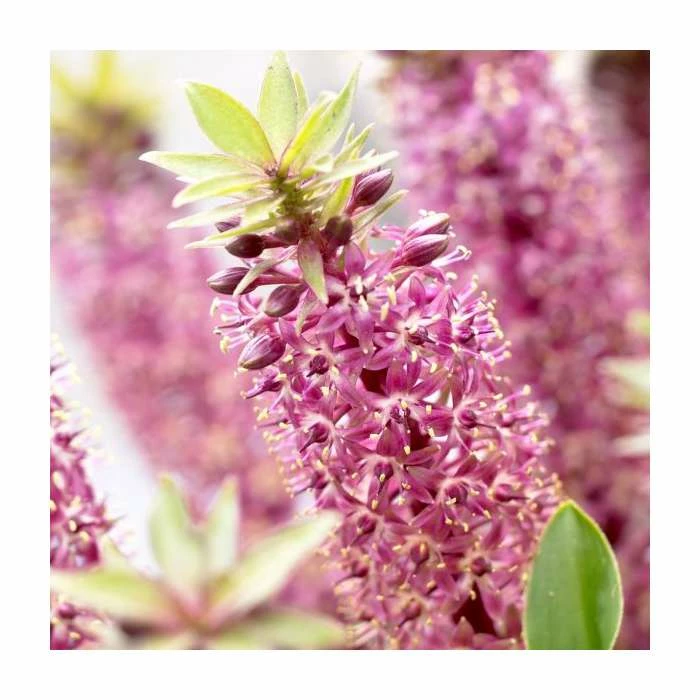 Eucomis 'Aloha Leia' | Dwarf Pineapple Lily | 3L Pot 1 Eucomis 'Aloha Leia' | Dwarf Pineapple Lily | 3L Pot