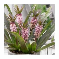 Eucomis 'Aloha Nani' | Dwarf Pineapple Lily | 3L Pot