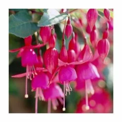 Fuchsia 'Beacon' | 3L Pot
