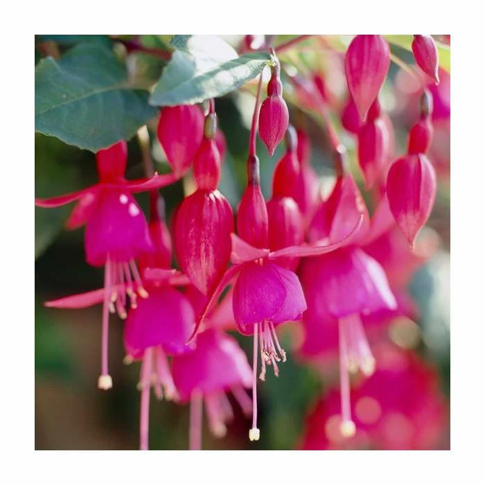 Fuchsia 'Beacon' | 3L Pot 1 Fuchsia 'Beacon' | 3L Pot