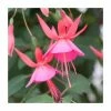 Fuchsia 'Display' | 3L Pot