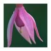 Fuchsia 'Garden News' | 3L Pot