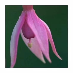 Fuchsia 'Garden News' | 3L Pot