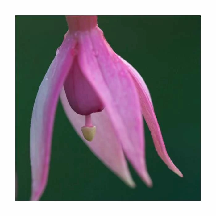 Fuchsia 'Garden News' | 3L Pot 1 Fuchsia 'Garden News' | 3L Pot