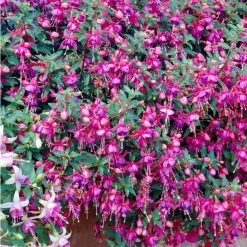 Fuchsia 'Tom Thumb' | 3L Pots -Pink Plants Shop PL923429 rollover image 0d14