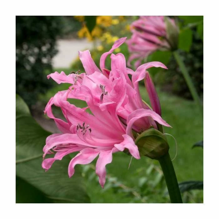Nerine Bowdenii | Top Size | Bowden lily 1 Nerine Bowdenii | Top Size | Bowden lily