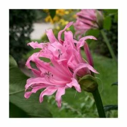 Nerine bowdenii | 3L Pot