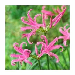 Nerine bowdenii 'Favourite' | 3L Pot