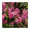 30cm Pink Escallonia 'Apple Blossom' | 9cm Pot