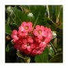 30cm Red Escallonia 'Rubra Macrantha' | 9cm Pot