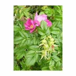 20cm Rosa rugosa 'Frau Dagmar Hastrup' | 9cm Pot