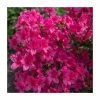 15cm Pink Evergreen Azalea | Rhododendron| 9cm Pot