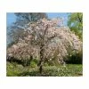 Prunus pendula 'Pendula Rosea' | Weeping Cherry Blossom Tree | 18L Pot | 200-240cm Standard