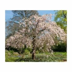 Prunus pendula 'Pendula Rosea' | Weeping Cherry Blossom Tree | 18L Pot | 200-240cm Standard