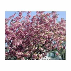 Prunus 'Pink Perfection' | Cherry Blossom Tree -Pink Plants Shop PL9239059 add image 1 c731
