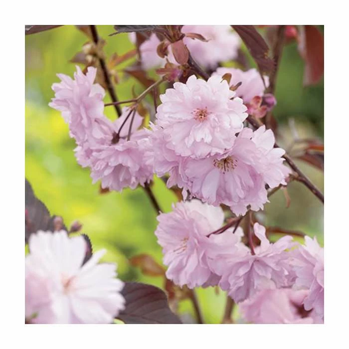 Prunus serrulata 'Royal Burgundy' | Cherry Blossom Tree 2 Prunus serrulata 'Royal Burgundy' | Cherry Blossom Tree - Image 2