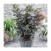 15 - 20cm Sambucus nigra 'Black Tower' | 9cm Pot