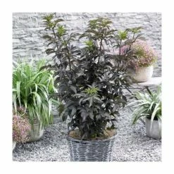 5 x 15 - 20cm Sambucus nigra 'Black Tower' | 9cm Pots