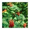 Sorbus aucuparia | Rowan Tree
