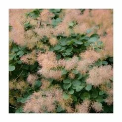 15 - 20cm Cotinus coggygria 'Purpureus' | Smoke Tree | 9cm Pot