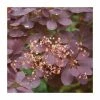 15 - 20cm Cotinus coggygria 'Rubrifolius' | Smoke Tree | 9cm Pot