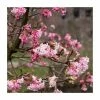 15 - 20cm Viburnum x bodnantense 'Dawn' | 9cm Pot