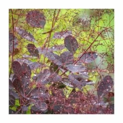 15 - 20cm Cotinus Coggygria 'Lilla' | 9cm Pot